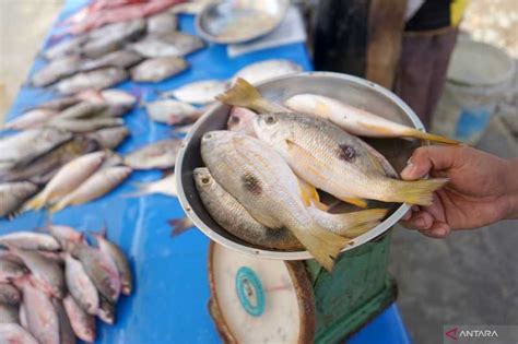 Cuaca Buruk Harga Ikan Segar Naik Karena Banyak Nelayan Tak Melaut Di