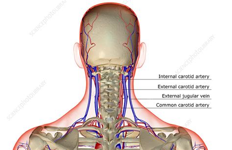 Neck Vessels Anatomy Anatomy Book