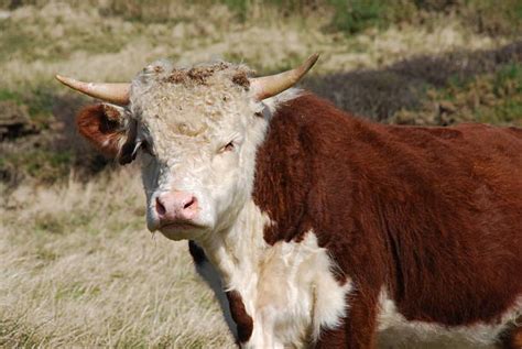 Horned Hereford Cattle Stock Photos, Pictures & Royalty-Free Images ...