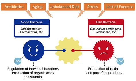 Bifidobacteria And Gut Microbiota The Story Of Hrb Morinaga