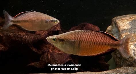 Melanotaenia Klasioensis Rainbowfishstable