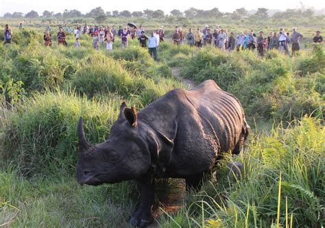 Nationwide Rhino Census To Begin From March 22