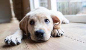 Yellow Lab Names: 180+ Best Names WE LOVE For Labs | All Things Dogs