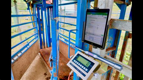 Agrieid Cattle Scales Build Your Own Platform And Install In Less