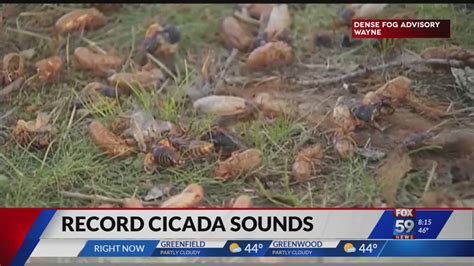 Cicada Sounds 2024 - Doria Tanitansy