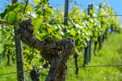 Fotogalerie Weinberge Im Fr Hjahr Wein Geniessen