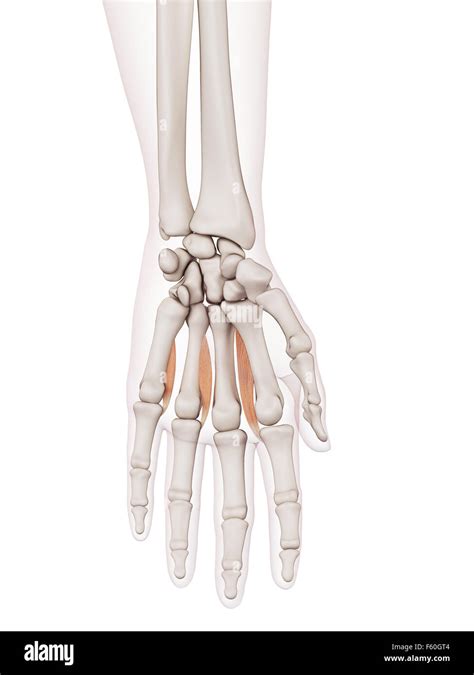 Medically Accurate Muscle Illustration Of The Palmar Interosseous