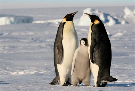 The Penguin Perspective: Getting to Know the Emperor Penguins