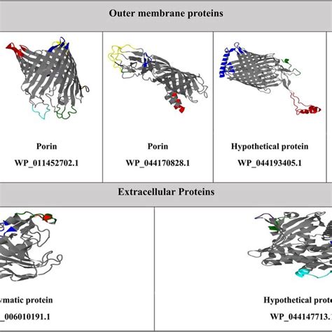 Identification Of Conformational B Cell Epitopes On The Tertiary