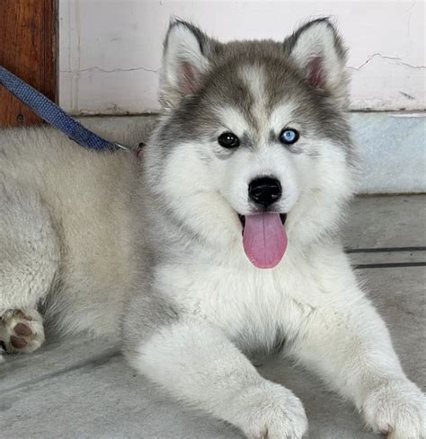 Buy Wooly Siberian Husky Odd Eyes Puppies for Sale in Delhi NCR, India