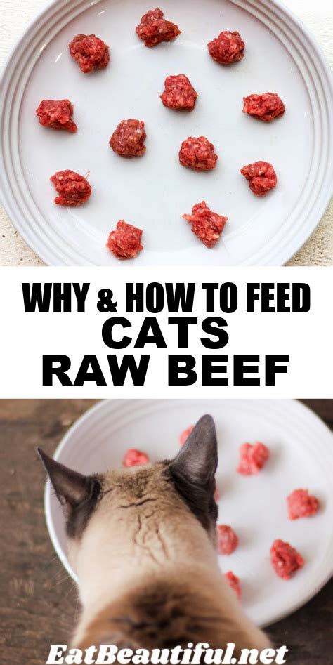 Why And How To Feed Cats Raw Beef Eat Beautiful