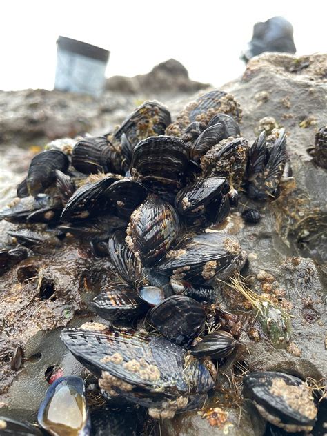 Could Legal Overharvesting Damage Pillar Point Bay Nature