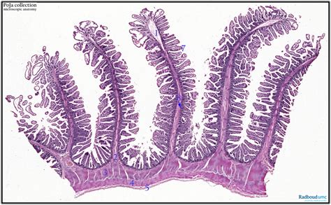 Plicae And Villi In The Jejunum Human Poja Collection Microscopic