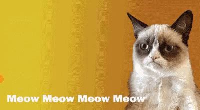 No Grumpy Cat GIF - No Grumpy Cat Meow - Discover & Share GIFs