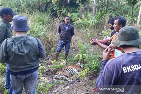 Harimau Sumatera Mati Diracun Antara News