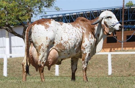 Gyr Cattle Info, Size, Lifespan, Uses, and Pictures