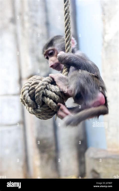 Baby Chimpanzee Playing High Resolution Stock Photography and Images ...