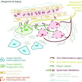 Schematic Of The Potential Role Of Tissue Specific Pluripotent Cells In