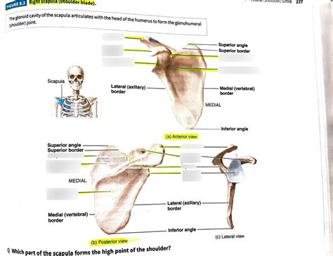 Lab 4 Scapula Diagram Quizlet