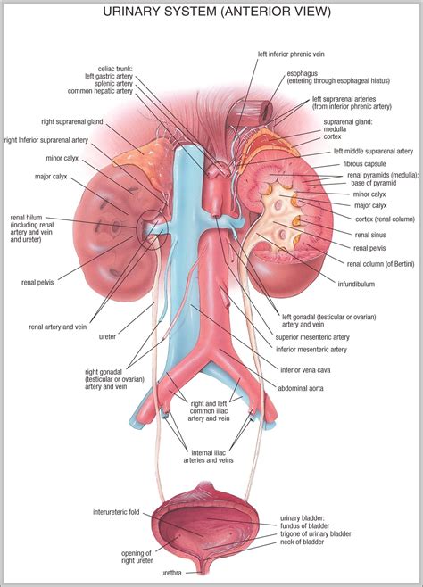 Human skeletal system labeled - Graph Diagram