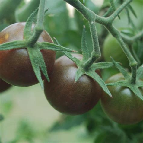 Black Cherry Cherry Tomato - Van Wilgen's Garden Center