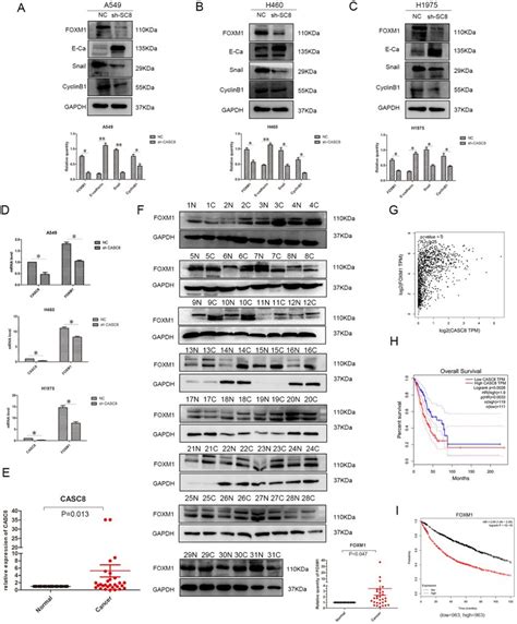 Casc8 Induces Emt Via Foxm1 And Foxm1 Expression Is Associated With