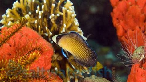 Splendid Dottyback Dottybacks Saltwater Fish