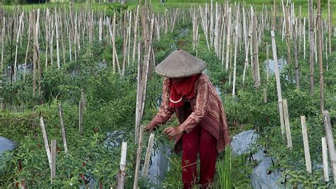 Petani Loteng Mengeluh Cabai Rusak Diserang Hama Genpi Co Ntb