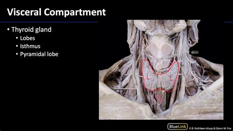 Anterior Neck Visceral Compartment YouTube