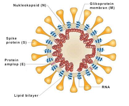 Struktur Virus Corona dan Fungsinya - EDUBIO