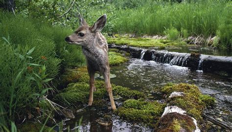 Biotic Factors in Ecosystems | Sciencing