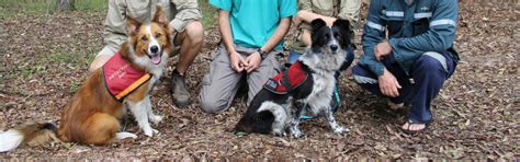 Mapping Koala Health Noosa Biosphere Reserve Foundation