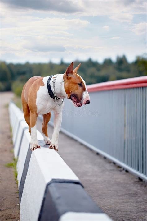 english bull terrier stock photo image  doggie english