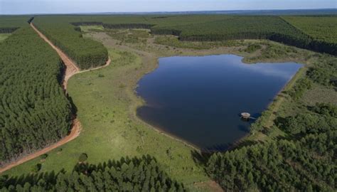 Por qué Arauco Vende Negocios Forestales en Brasil por casi US 1 200