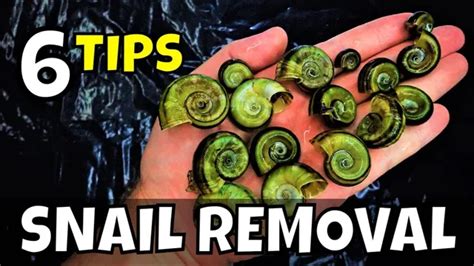 How To Get Rid Of Pond Snails In Aquarium Simple Methods For Effective