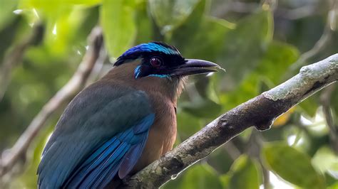 The Beautiful Birds Of Belize Blog Reflections Of The Natural World