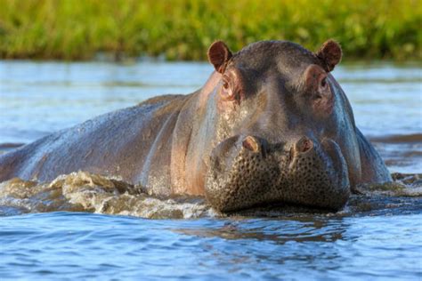 Common Animals in Lake Nakuru National Park | Lake Nakuru Safaris