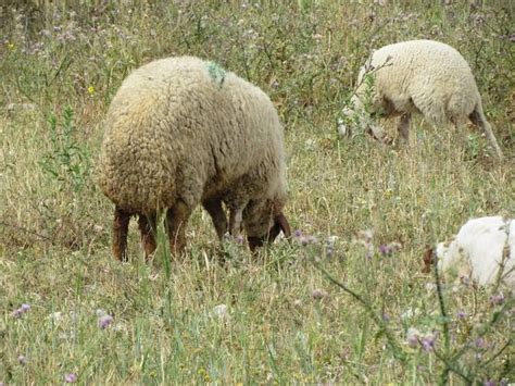 Fat tailed sheep - Alchetron, The Free Social Encyclopedia