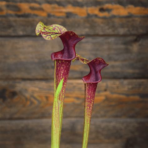 Sarracenia Hybride X S Flava Var Ornata Solid Red Throat F Mk