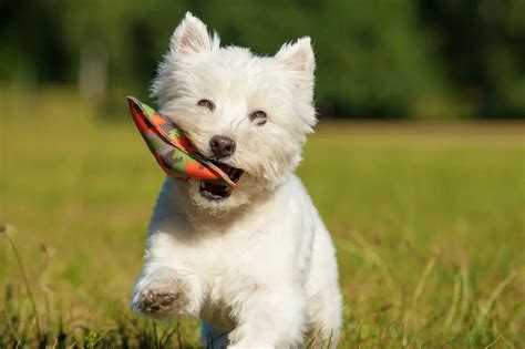 How to Train a Westie Easily and Effectively