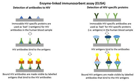 Western Blot Test For Hiv Ppt Partytery