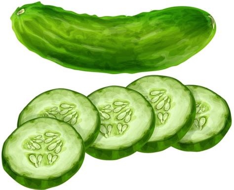 Cucumber clipart - Clipground