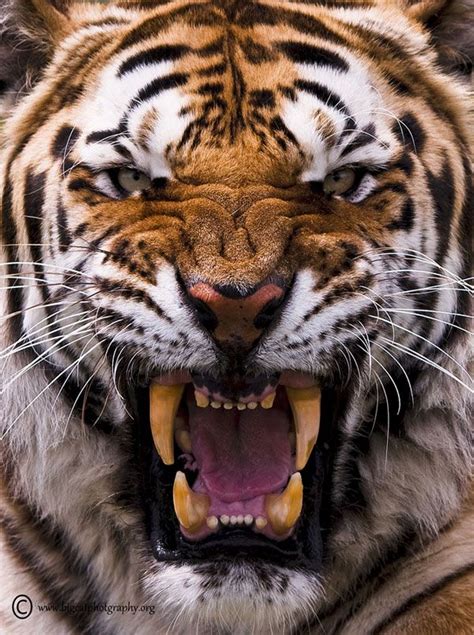 20 Brave Tiger Photography Edge Of Extinction Big Cats Photography