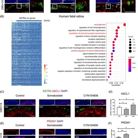 Somatostatin Signalling Activation Promoted Photoreceptor Maturation