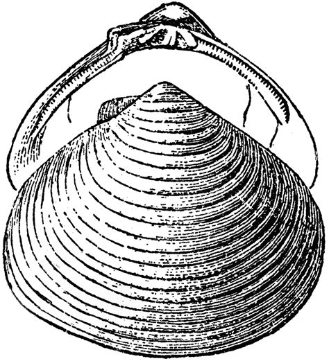 Clam Shell | ClipArt ETC