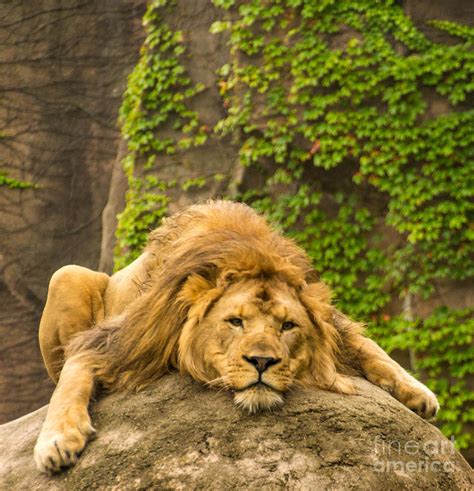 Lion Resting Photograph by Michael Bacos