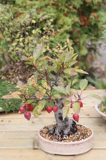 Come Curare Bonsai Di Ficus Ginseng Mondo Bonsai