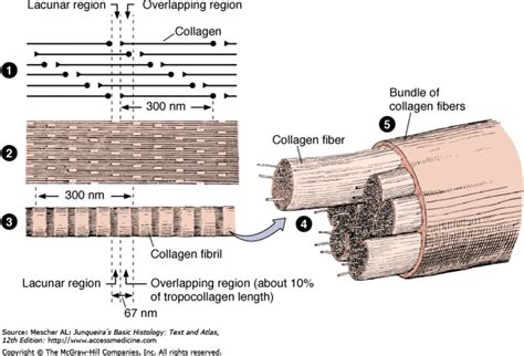 The Structure and Function of Collagen - HubPages