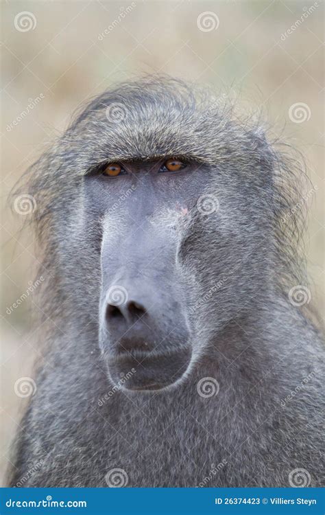 Baboon Face Stock Photos - Image: 26374423