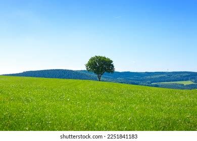 single tree    images picjumbo